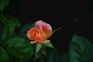 娇艳月季花