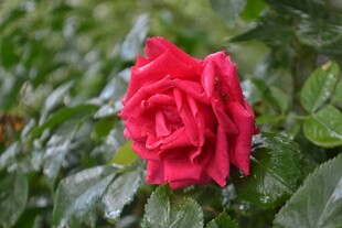娇艳月季花