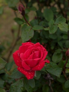 娇艳月季花