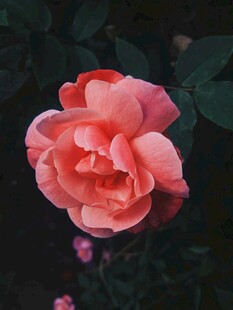 娇艳月季花