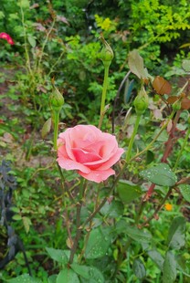 娇艳月季花