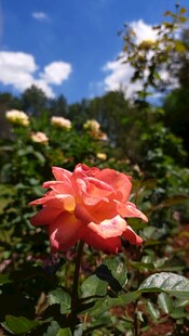 娇艳月季花