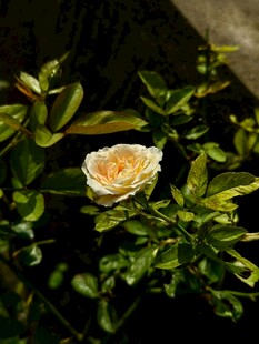 白月季花
