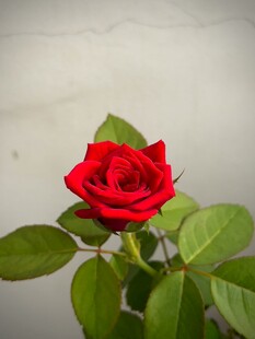 娇艳月季花
