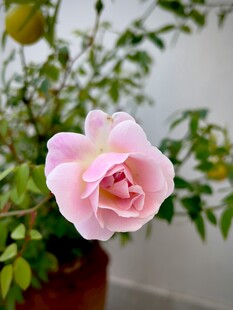 粉色娇艳月季花特写