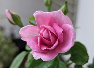 娇艳月季花