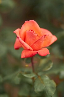 娇艳月季花