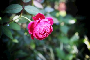 月季花