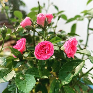粉色月季花