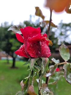 月季花