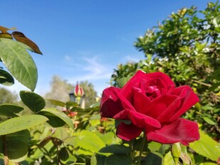 娇艳月季花
