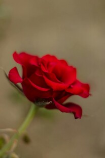 娇艳月季花