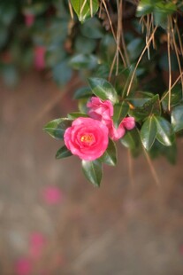 娇艳山茶花绽放枝头