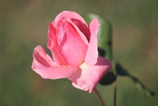 娇艳月季花
