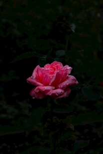 娇艳月季花