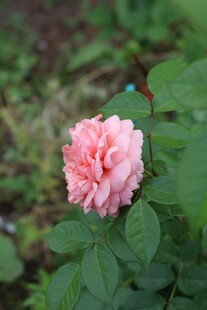 娇艳粉色月季花绽放