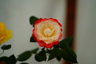 双色月季花