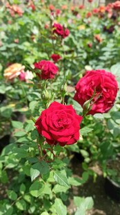 娇艳月季花