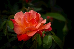 娇艳橙红色月季花绽放