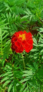 月季花