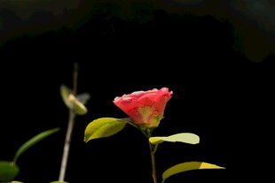 娇艳月季花