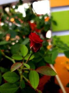 娇艳月季花
