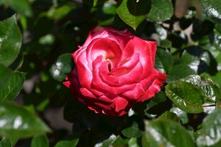 娇艳月季花