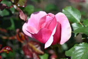娇艳月季花