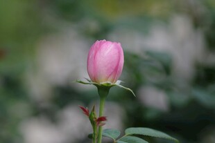 粉色娇艳月季花