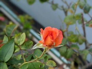 娇艳月季花