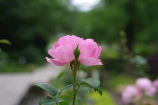 娇艳粉色月季花特写