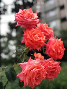 鲜艳橙红月季花绽放