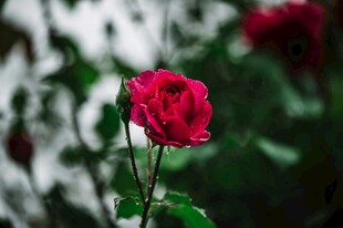 娇艳月季花