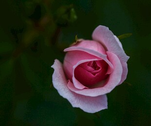娇艳月季花
