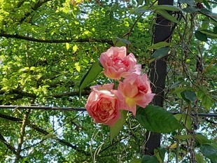 娇艳粉月季花