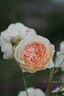 月季花