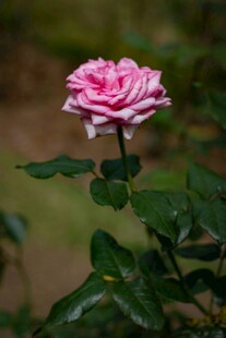 娇艳月季花