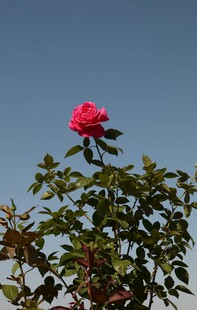 蓝天映衬下的月季花