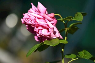 娇艳粉色月季花绽放