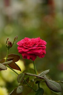 月季花