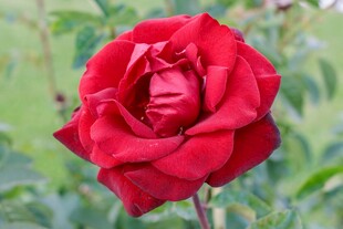 月季花
