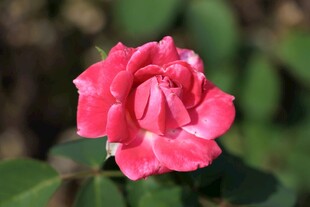 娇艳粉色月季花