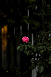 暗夜中的月季花