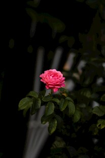 娇艳独放的粉色月季花