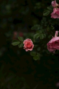 娇艳绽放的粉色月季花