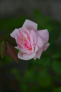 月季花特写