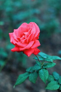 月季花