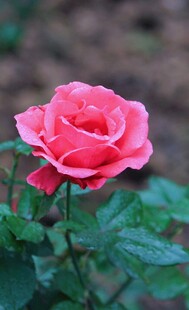 月季花绽放