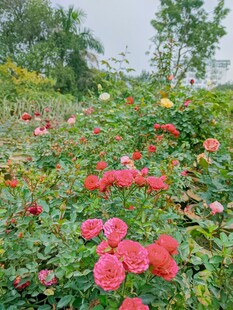 月季花