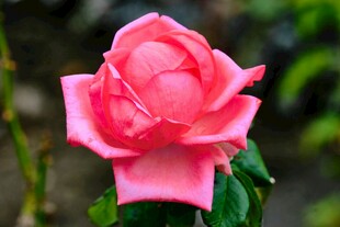 娇艳粉色月季花